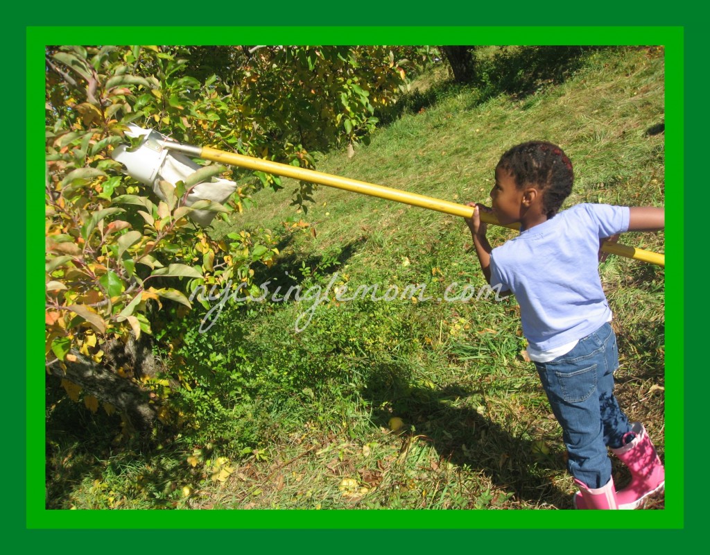 apple orchards in New York, where to pick apples in new york, where to pick pumpkins in new york 