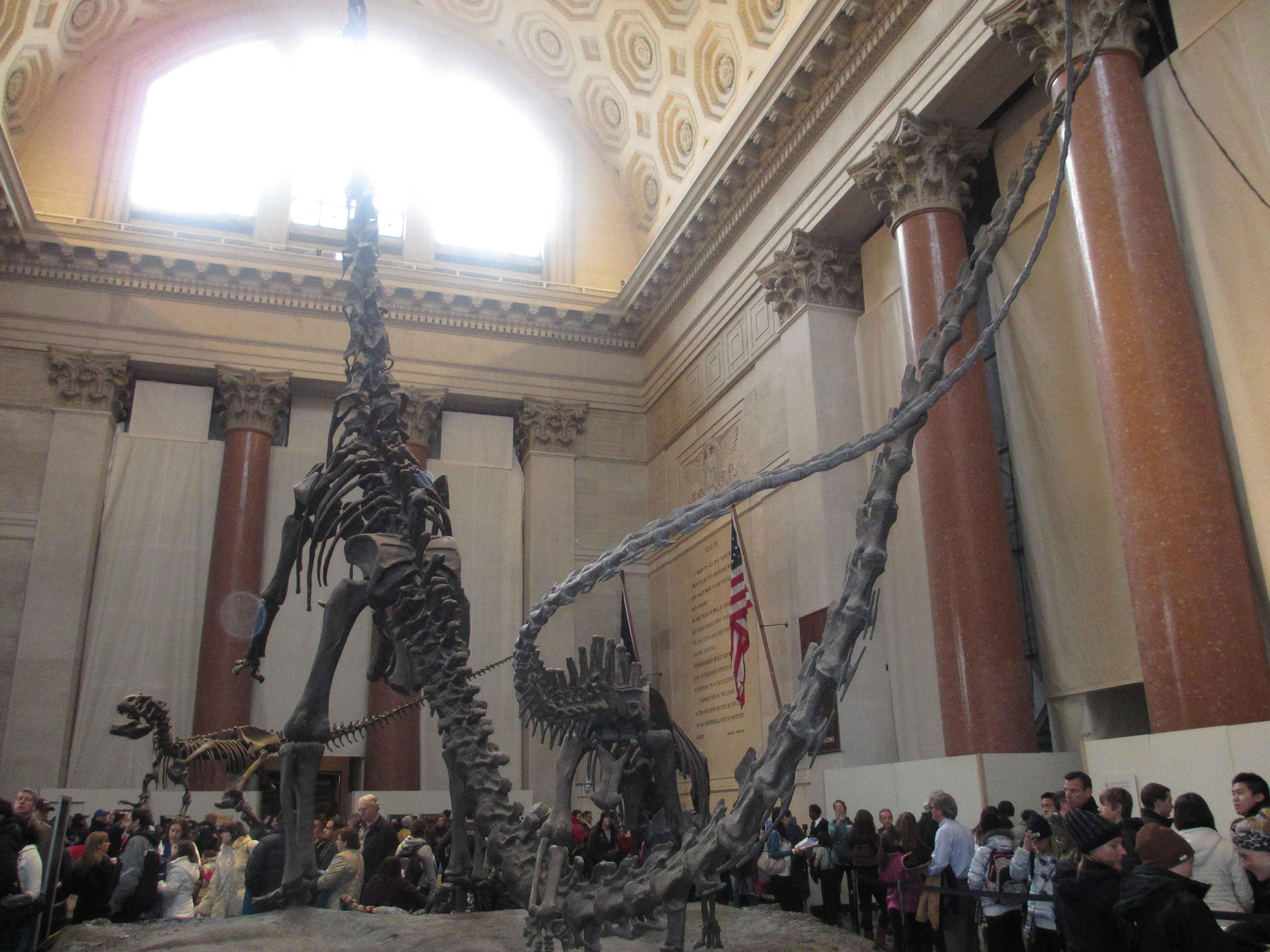 Images of American Museum of Natural History lobby