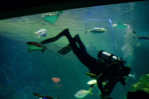 Kids of All Ages will Enjoy The Ripley's Aquarium of Canada @CityPASS ...