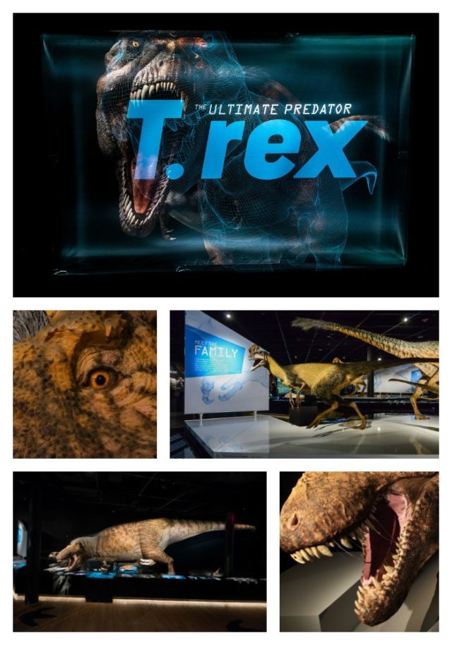 t rex amnh