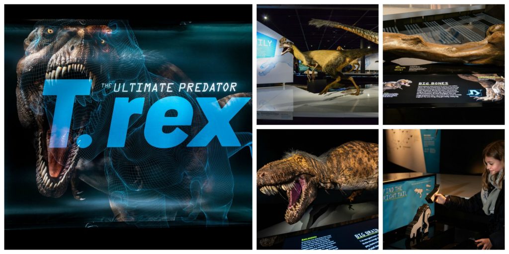 t rex exhibit